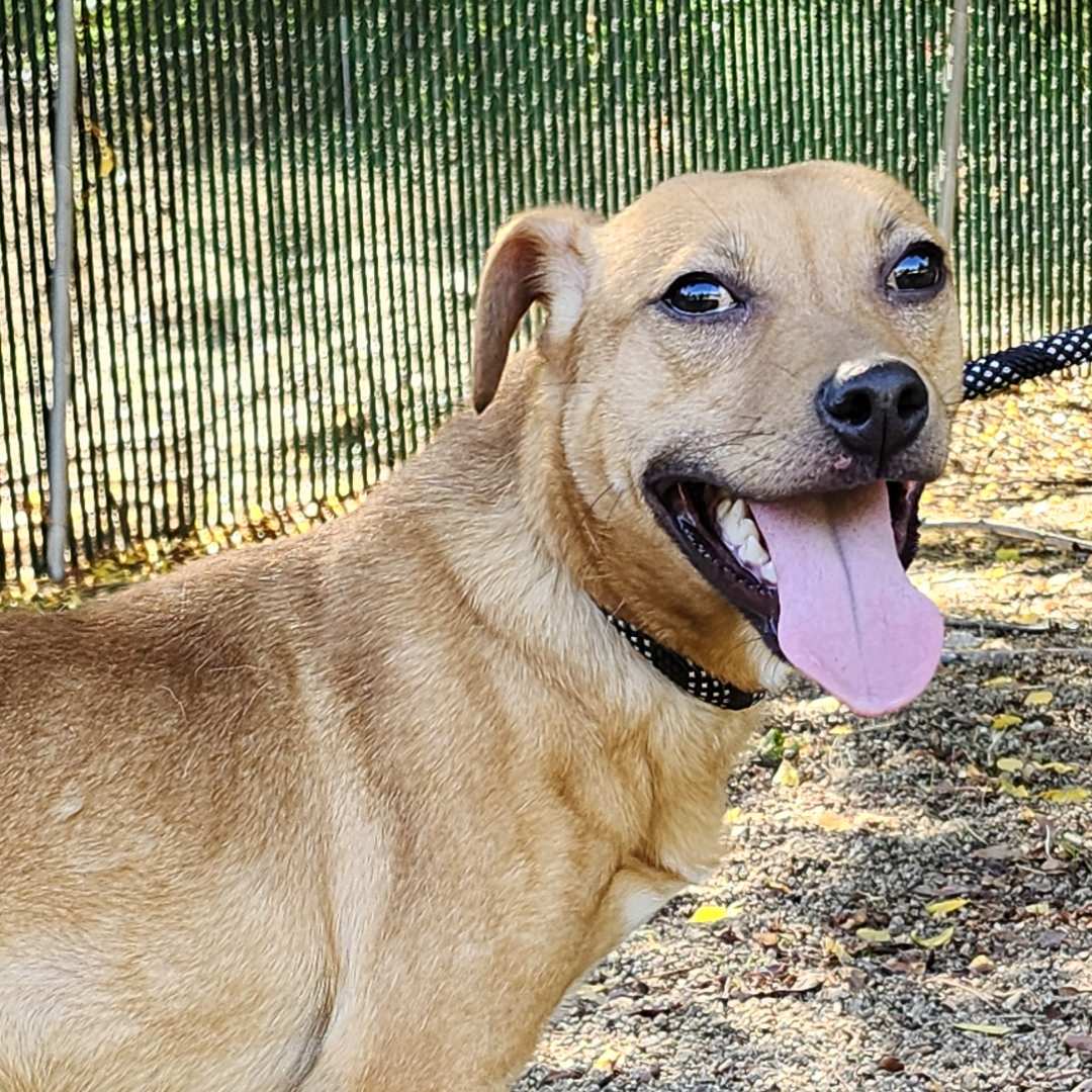 Adoptable Dog Lil Wayne