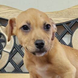 Adoptable Dog Lil Wayne