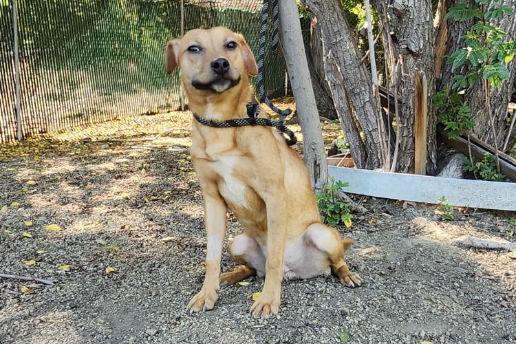 Adoptable Dog Lil Wayne