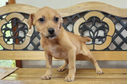 Adoptable Dog Lil Wayne