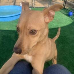 Adoptable Dog Linus