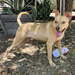 Adoptable Dog Linus