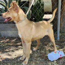Adoptable Dog Linus