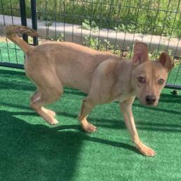 Adoptable Dog Linus
