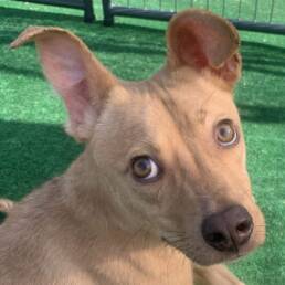 Adoptable Dog Linus