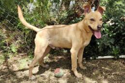 Adoptable Dog Linus