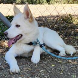 Adoptable Dog Loki