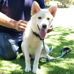 Adoptable Dog Loki