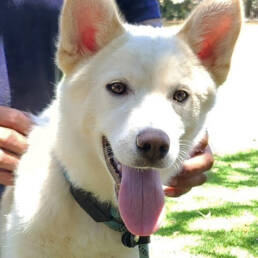 Adoptable Dog Loki