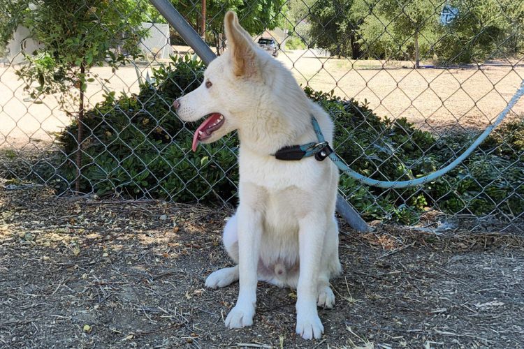 Adoptable Dog Loki