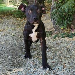 Adoptable Dog Lola