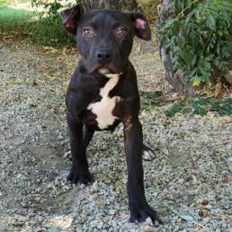 Adoptable Dog Lola