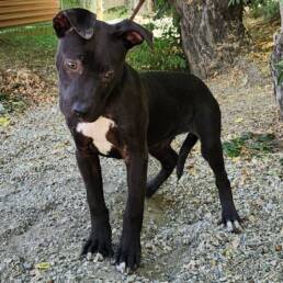 Adoptable Dog Lola
