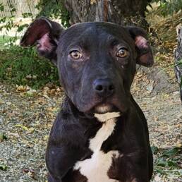 Adoptable Dog Lola