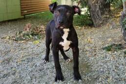Adoptable Dog Lola