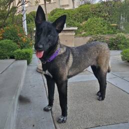 Adoptable Dog Lottie