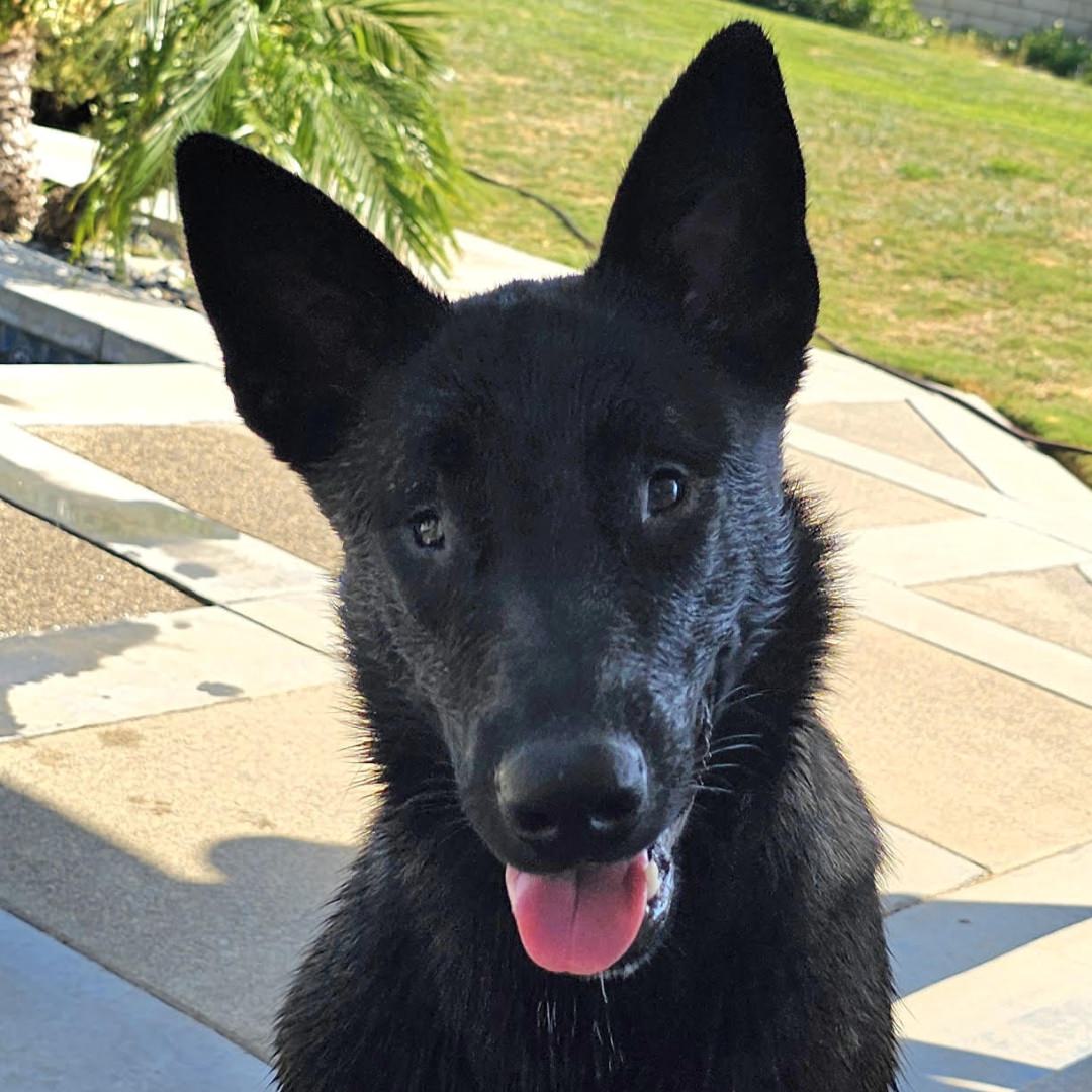 Adoptable Dog Lottie