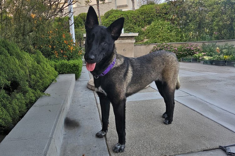 Adoptable Dog Lottie