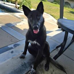 Adoptable Dog Cruise