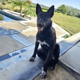 Adoptable Dog Lottie