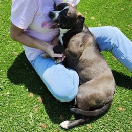 Adoptable Dog Lulu