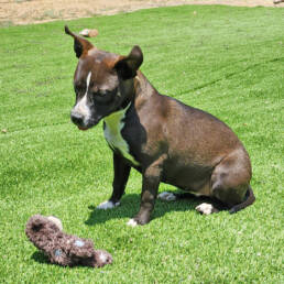 Adoptable Dog Lulu