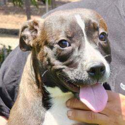 Adoptable Dog Lulu
