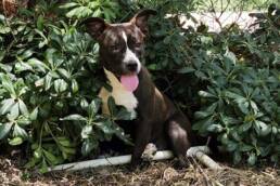 Adoptable Dog Lulu
