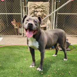 Adoptable Dog Maggie May