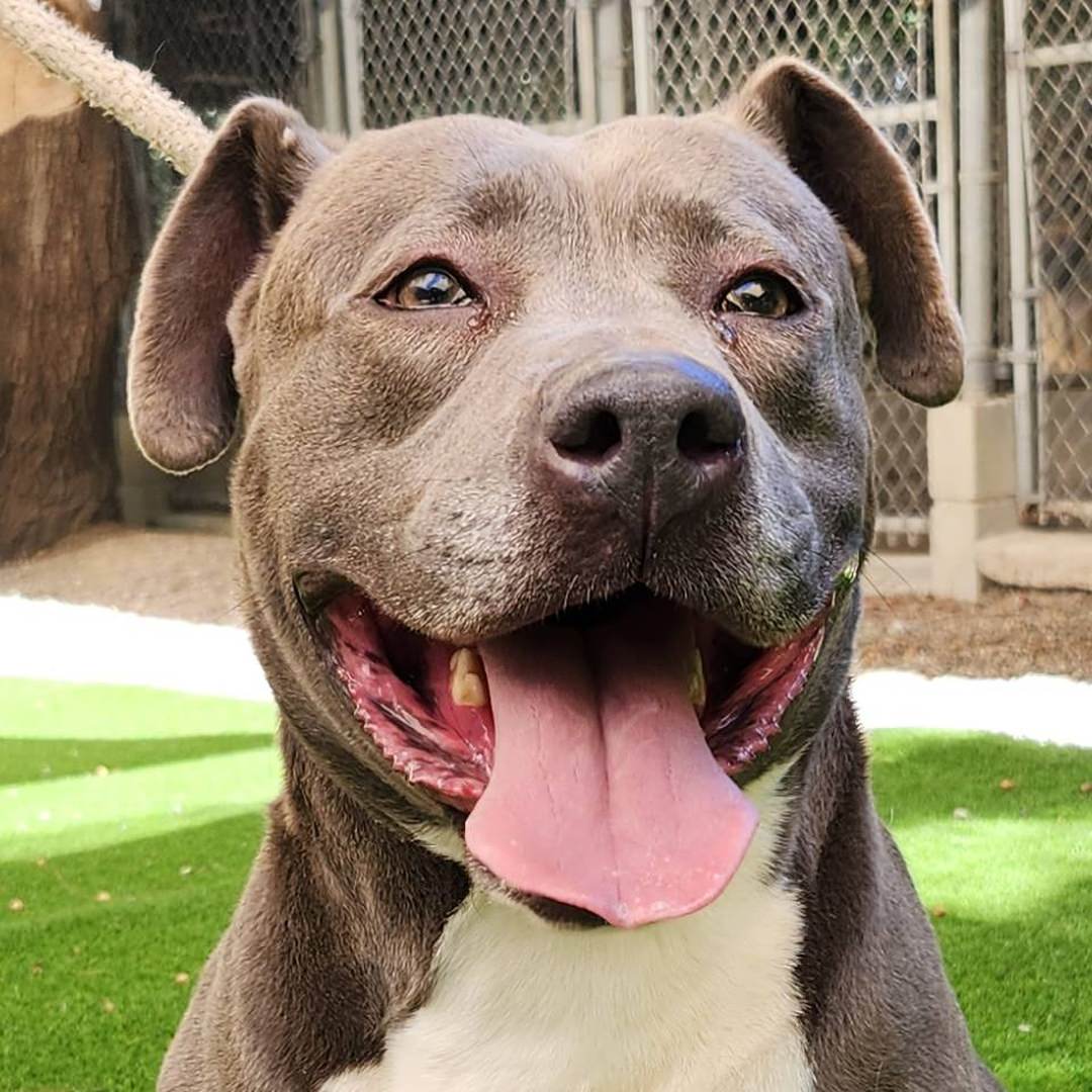 Adoptable Dog Maggie May