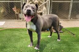 Adoptable Dog Maggie May