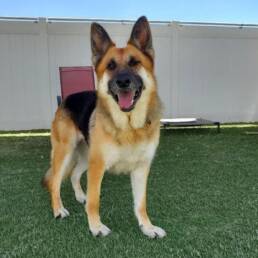 Adoptable Dog Marie