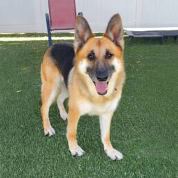 Adoptable Dog Marie