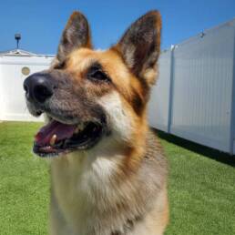 Adoptable Dog Marie