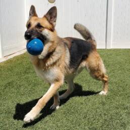 Adoptable Dog Marie