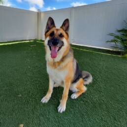 Adoptable Dog Marie