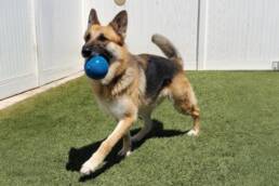 Adoptable Dog Marie