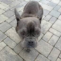 Adoptable Dog Megan