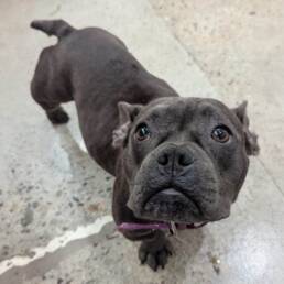 Adoptable Dog Megan
