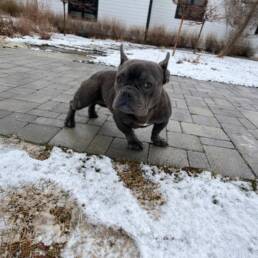 Adoptable Dog Megan