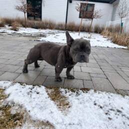 Adoptable Dog Megan
