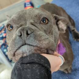 Adoptable Dog Megan