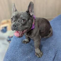 Adoptable Dog Megan