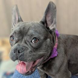 Adoptable Dog Megan