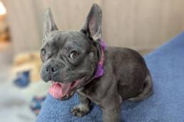 Adoptable Dog Megan
