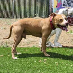 Adoptable Dog Momo