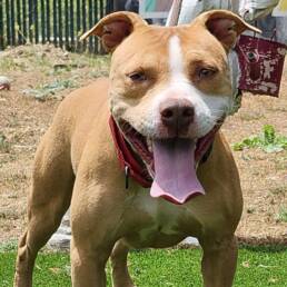 Adoptable Dog Momo