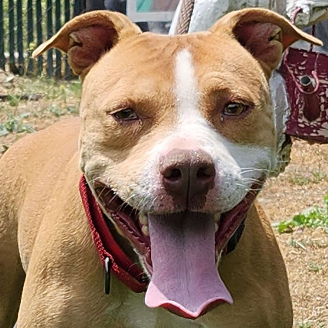 Adoptable Dog Momo