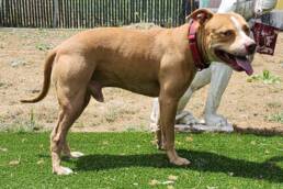 Adoptable Dog Momo