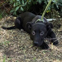 Adoptable Dog Smoochy Poo